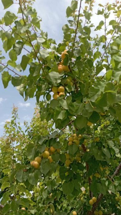 Aνεξάρτητη Παραδοσιακή Πέτρινη Κατοικία Corinth 外观 照片