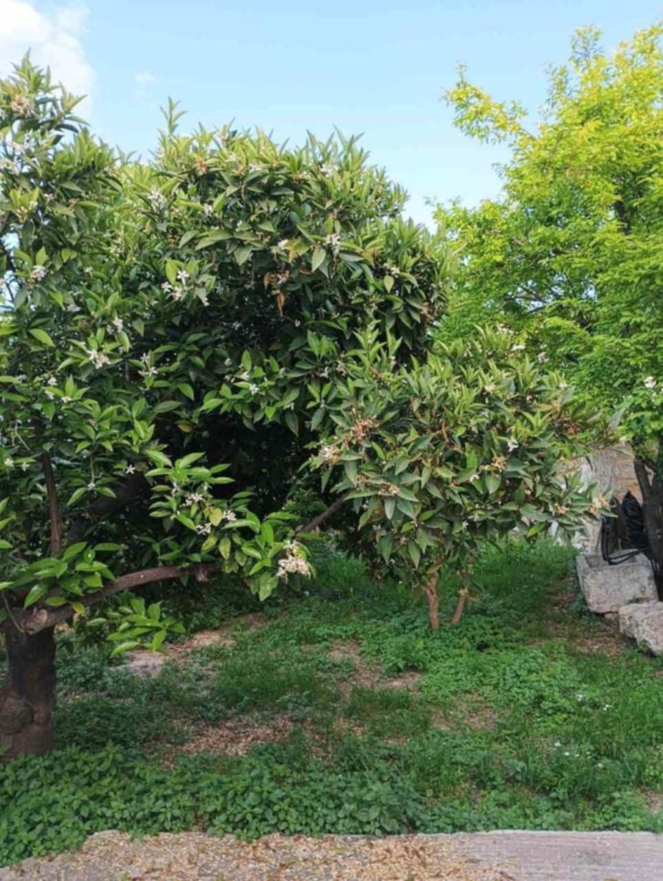 Aνεξάρτητη Παραδοσιακή Πέτρινη Κατοικία Corinth 外观 照片